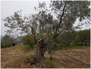 Οι επιπτώσεις των νέων φορολογικών και ασφαλιστικών μέτρων στους αγρότες