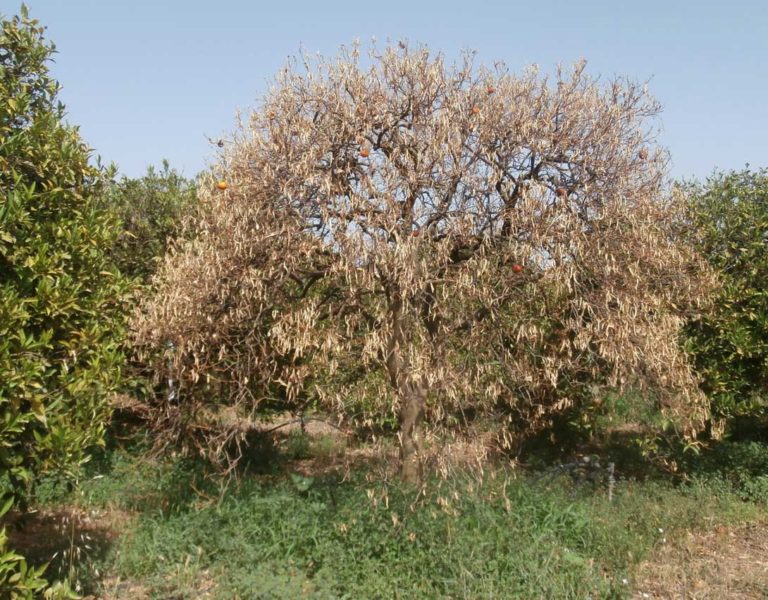 Η Τριστέτσα έφτασε στο Κουτσοπόδι και στο Μοναστηράκι