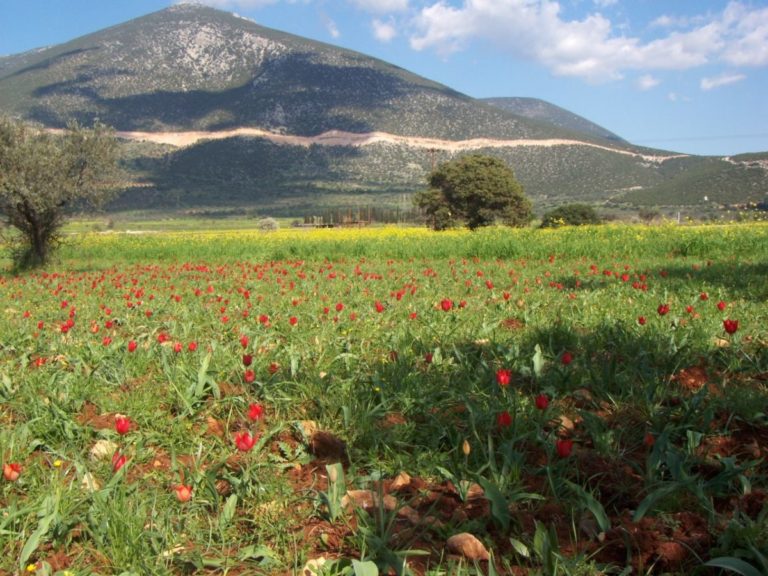 Η γιορτή της σπάνιας τουλίπας των Διδύμων