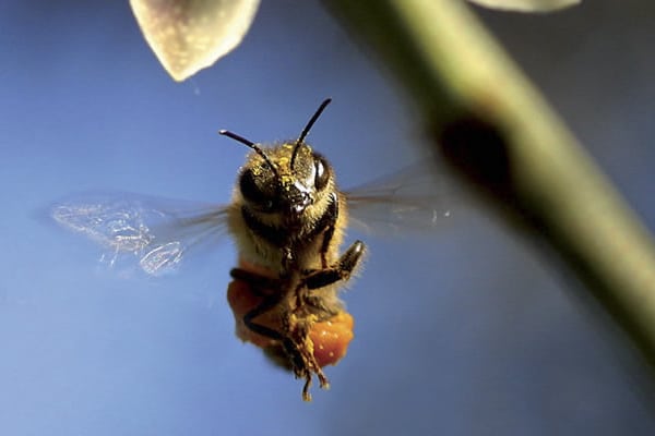 Ειδική προβολή του ντοκιμαντέρ «More than Honey»
