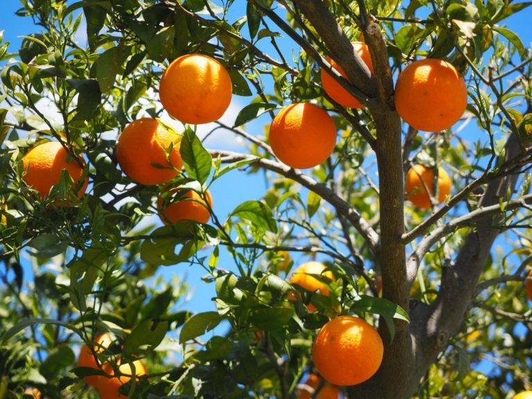 «Έκρηξη» εξαγωγών οπωροκηπευτικών – «Πρωταθλητές» τα πορτοκάλια