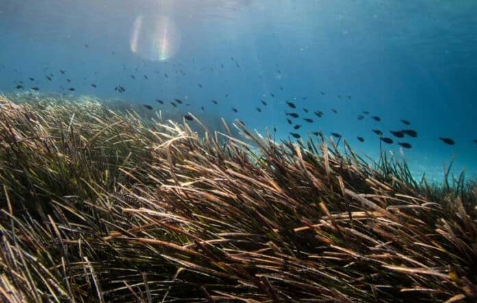 ΠΟΑΥ στον Αργοσαρωνικό λιβάδια Ποσειδωνίας