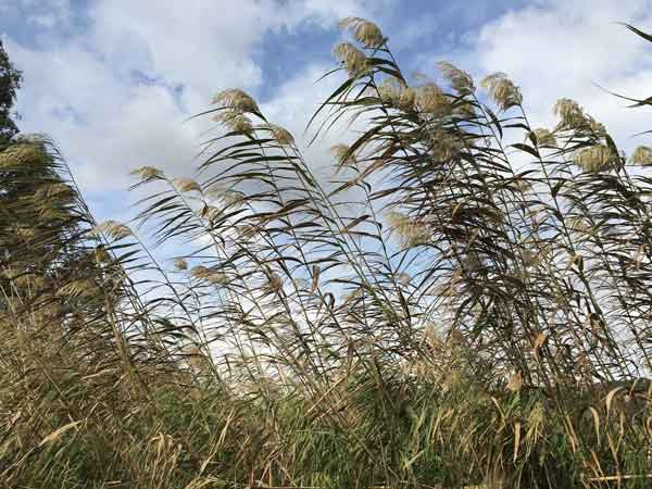 kalamies Καλαμιωνες