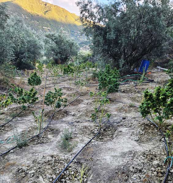 φυτεία 120 δενδρυλλίων κάνναβης