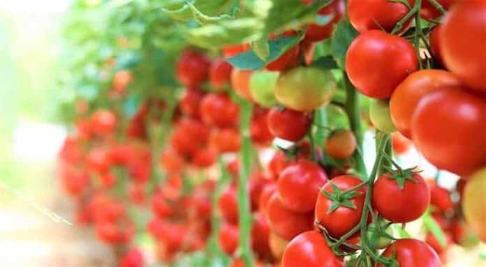 τομάτα της Ορεινής Κορινθίας