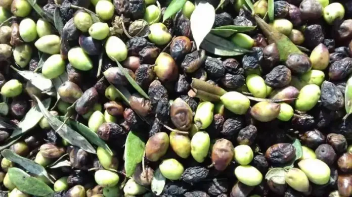 ΕΛΙΕΣ δάκος και γλοιοσπόριο