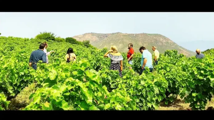 Picnic και yoga στους αμπελώνες της Νεμέας και της Μαντινείας