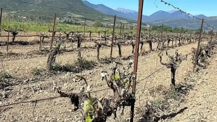 Ζημιές από παγετό σε αμπελώνα στη Νεμέα