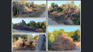 Σωροί από ξερά κλαδιά πεύκων στην άκρη του δρόμου στην Κόστα Ερμιονίδας