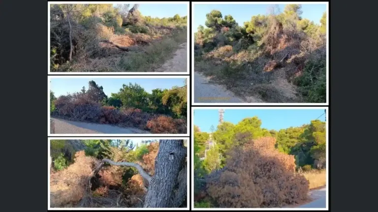 Σωροί από ξερά κλαδιά πεύκων στην άκρη του δρόμου στην Κόστα Ερμιονίδας