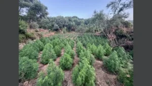 δενδρύλλια κάνναβης από τη μεγάλη φυτεία που εντοπίστηκε στη Μεσσηνία.