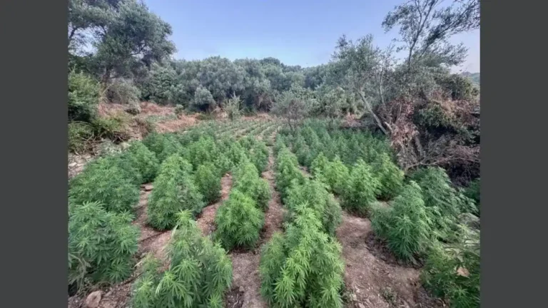 δενδρύλλια κάνναβης από τη μεγάλη φυτεία που εντοπίστηκε στη Μεσσηνία.
